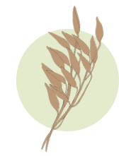 seeds-img
